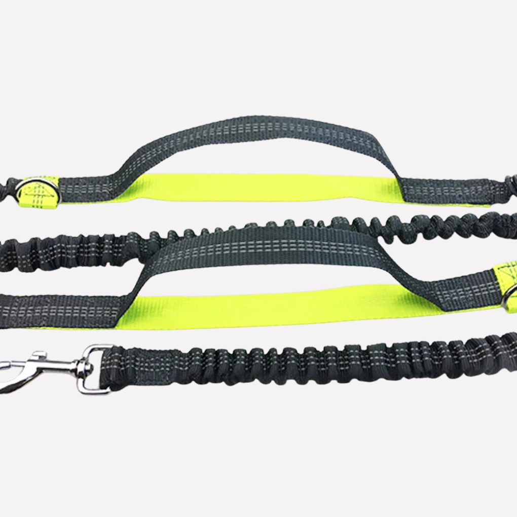 Hands Dog Running Leash