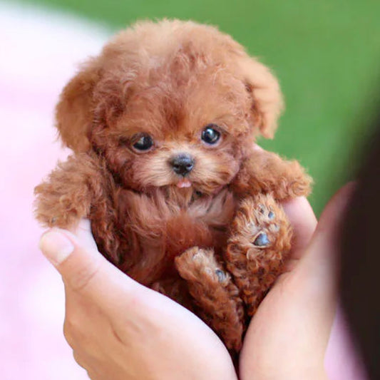 Interactive Puppy Toy Realistic Movement - 
Fashinoza